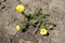 Three double yellow flowers of Portulaca grandiflora