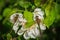 Three downy emerald dragonflies sitting on apple blossoms