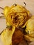 Three dried yellow roses together