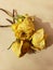 Three dried yellow roses together