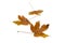 Three dry brown maple fallen leaves isolated on white. Transparent png in the additional file.