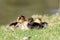 Three duck chicks