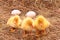 Three duckling guarding eggs