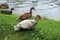 Three Ducklings Play on the Grass Near the Pond