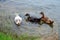 Three Ducklings Swim Near the Shoreline searching for breakfast