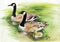 Three Ducks with black Necks. Watercolor painting of three gray ducks with black necks swimming in a pond