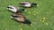 Three ducks eating green grass together.