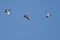 Three Ducks Flying in a Blue Sky