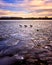 Three ducks on the frozen lake
