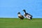Three ducks on the golf course.
