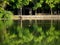 Three ducks keeping social distance in a pond in Tokyo, Japan