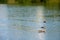 Three ducks in lake