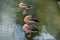 Three ducks resting on a rock