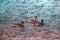 Three ducks sitting on the rippled surface of water