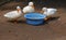 THREE DUCKS STANDING AROUND A BOWL OF WATER