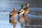 Three Ducks Strolling on a Frozen Lake in Winter