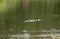 Three ducks swimming in the lake in the summer. Ducks brush feathers in a pond.