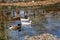 Three ducks swims on the river in autumn