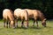 Three dun Przewalski’s horses grazing close together in field