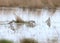 Three dunlin looking for food in shallow water