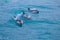 Three Dusky Dolphins swimming in the sea at Kaikoura
