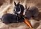 Three Dutch rabbit dwarf eat carrots on sackcloth