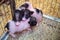 Three dwarf piglets tucked together in a cage.