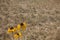 Three dying Yellow Echinacea flowers