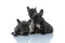 Three eager French bulldog puppies curiously looking away