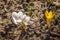 Three early small flower crocus growing in open ground.