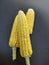 Three ears of corn without husk placed together. Light yellow coloured grains