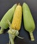 Three ears of corn, two of them are with husk and one with half husk on and half removed