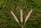 Three ears of wheat on a pile of grass