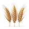 Three ears of wheat on a white background. Generative AI.