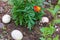 Three easter eggs hidden in flower garden near purple marigold blooms