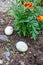 Three easter eggs hidden in flower garden near purple marigold blooms