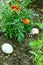 Three easter eggs hidden in flower garden near purple marigold blooms