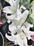 three easter lilies blooming pure white