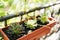 Three Echeveria succulents in a rectangular flower pot on the balcony.