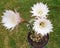 Three echinopsis flowers