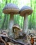 Three edible mushrooms in the forest