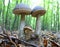 Three edible mushrooms on the forest ground