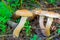 Three edible mushrooms honey agaric