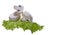 Three edible mushrooms on a sheet of green salad on a white isolated background