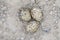 Three eggs in nest of Oystercatcher