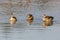 Three egyptian nile geese alopochen aegyptiaca swimming in water