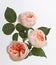 Three elegant english roses of delicate peach color 22211