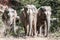 Three elephants