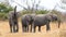 Three elephants drinking at a waterhole in dry season in Kruger Park South Africa