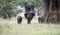Three Elephants in a Family Group in a Lush Tanzania Landscape w